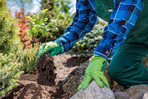 Schilderij op canvas Gardener planting new tree in a garden.