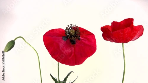 Red poppies beautifully swaying by the wind on white background.  Slow motion 240 fps. Full HD 1080p.