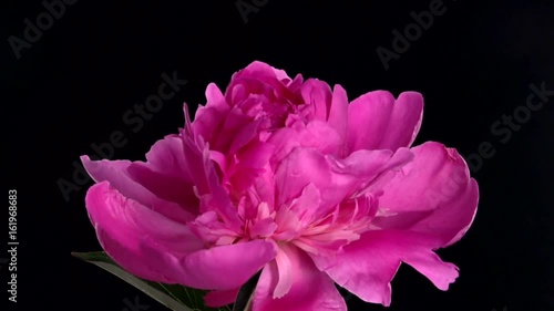 Timelapse of pink peony flower blooming on black background. Time lapse. High speed camera shot. Full HD 1080p.
