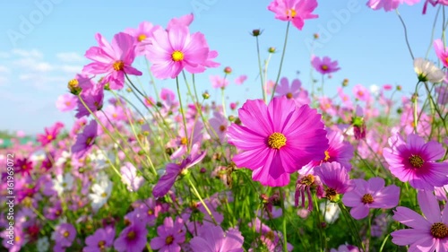 beautiful garden flowers