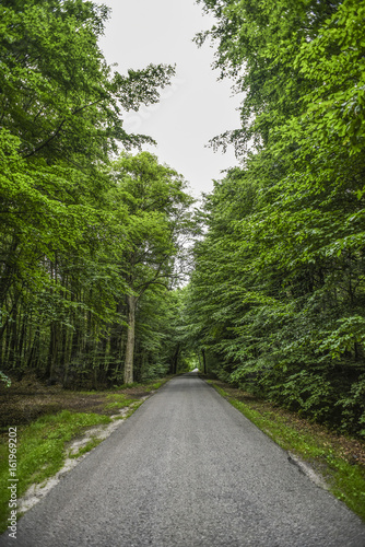 Road with green trees  summer time.