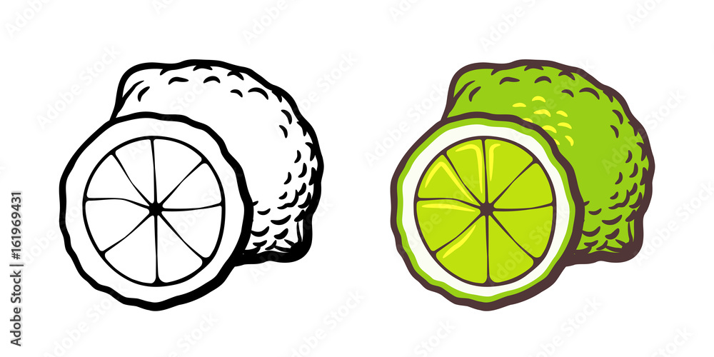 Hand drawn vector illustration of lime. Outline and colored version