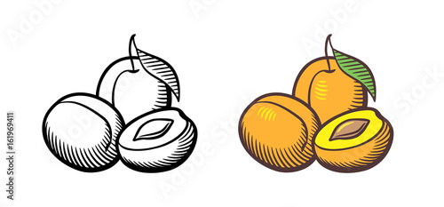 Hand drawn vector illustration of apricots. Apricot fruits with leaf, cross section and kernel. Outline and colored version