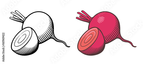 Vector hand drawn illustration of beets. Whole beetroot and cross section. Outline and colored version