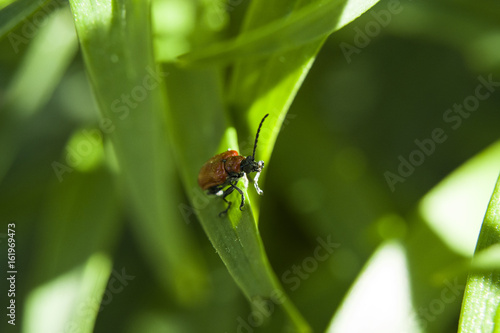 One scarlet lilly beetle © darekb22