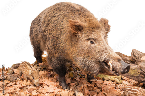 live boar isolated on white