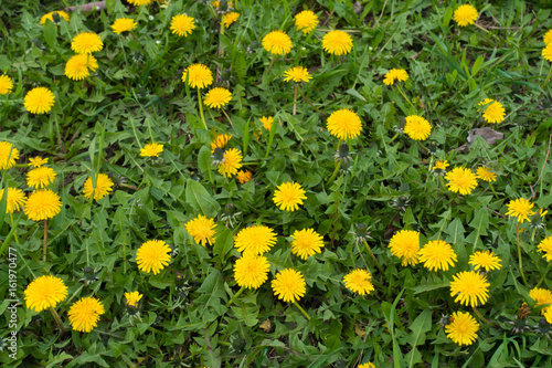 Bright yellow flowers of dandelions in the grass