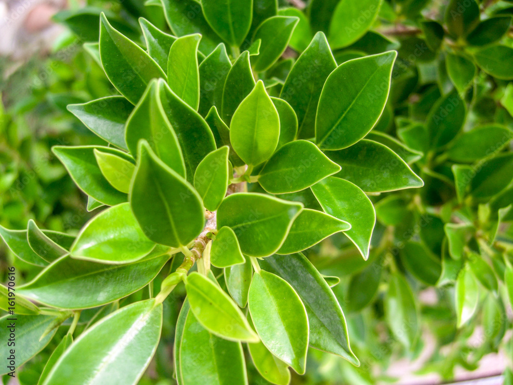 Leaves green bush