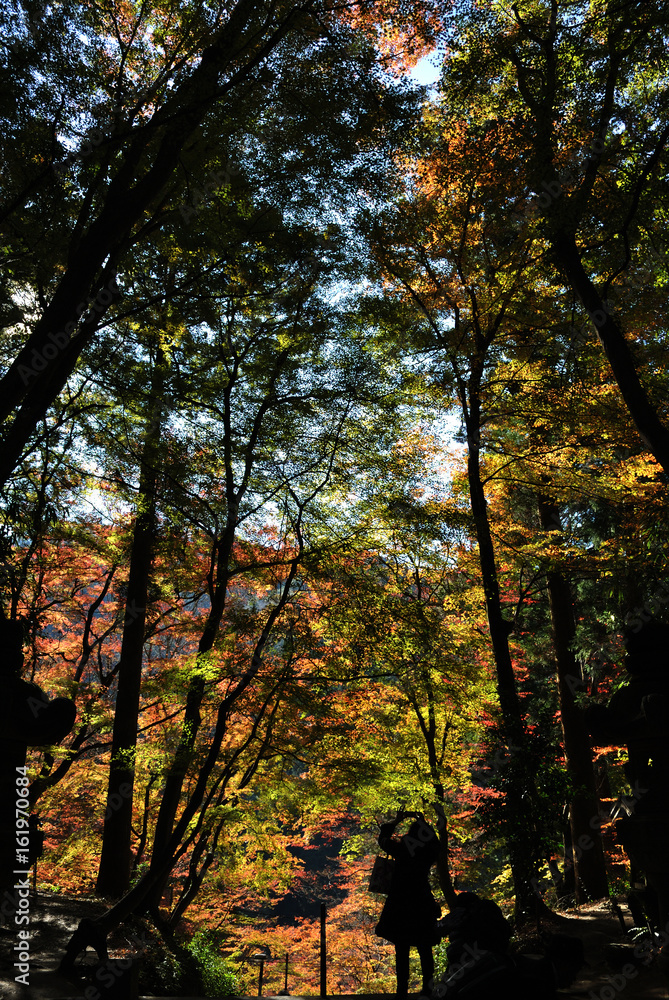 Naklejka premium 見上げた先のシャッターチャンス