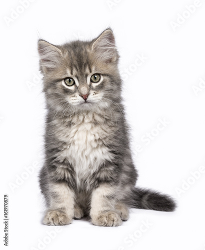 Siberian cat / kitten sitting isolated on white background