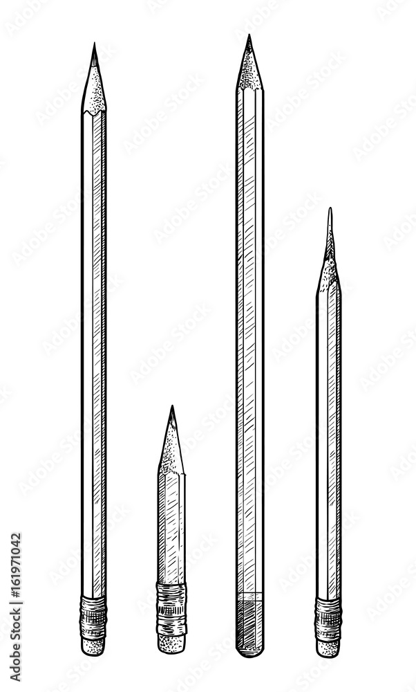 Obraz premium Pencil illustration, drawing, engraving, ink, line art, vector