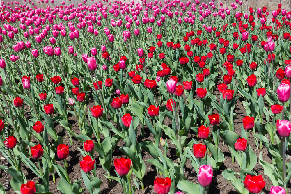 Flowerbed with blooming pink and red tulips
