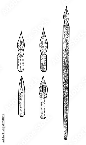 Calligraphy pen illustration, drawing, engraving, ink, line art, vector