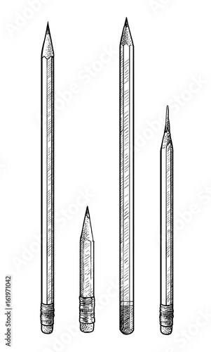 Pencil illustration, drawing, engraving, ink, line art, vector