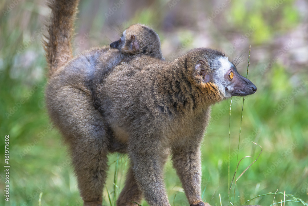 Fototapeta premium Portrait of Madagascar lemur and a baby on its back