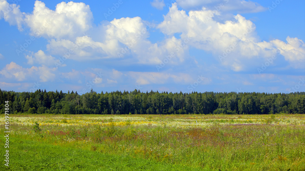 A vivid view of a flowering field with a forest behind and clouds in the sky