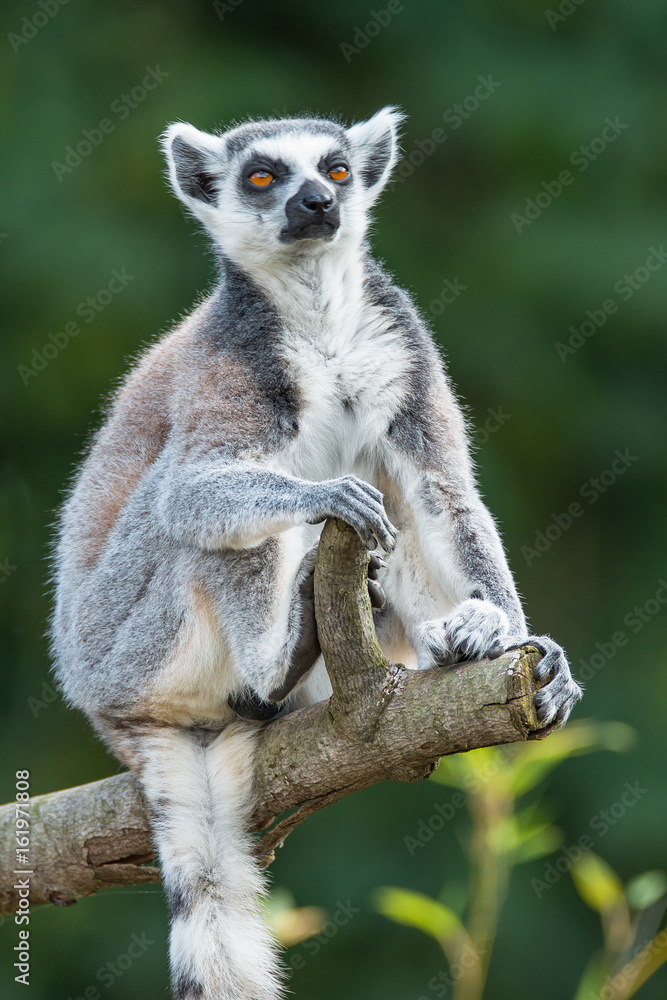 Obraz premium Portrait of ring-tailed Madagascar lemur at smooth background