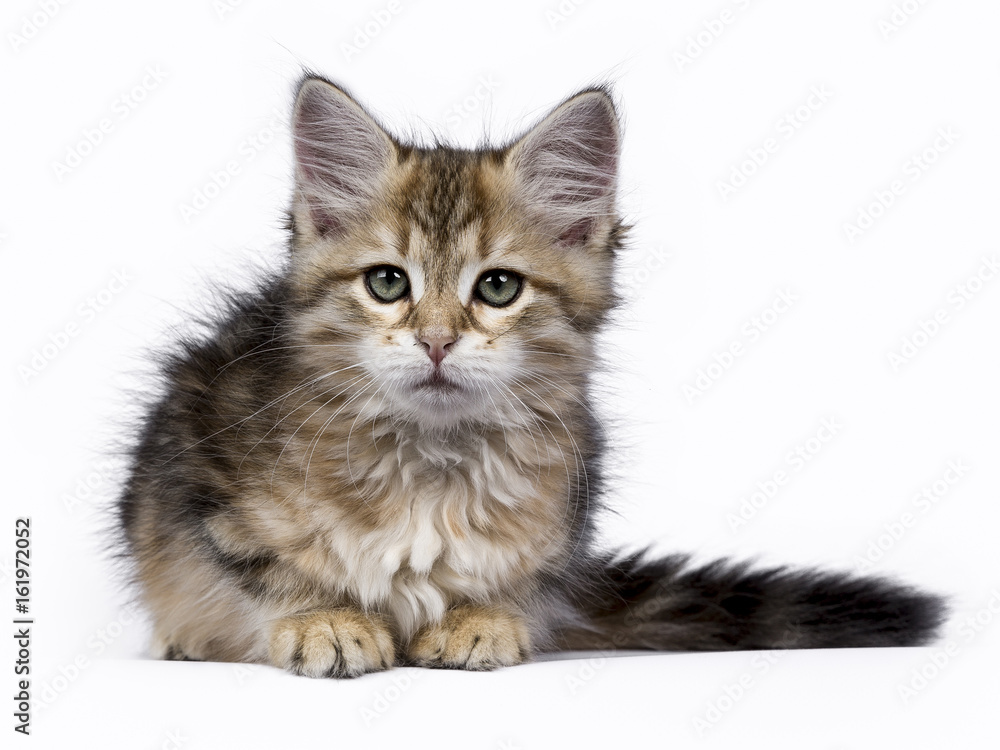 Black tabby Siberian Forest cat / kitten laying isolated on white background facing camera Black tabby Siberian Forest cat / kitten laying isolated on white background facing camera