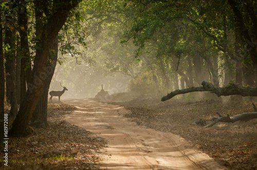 Spotted Deer on a dusty road