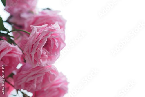ピンクの優しいバラ
