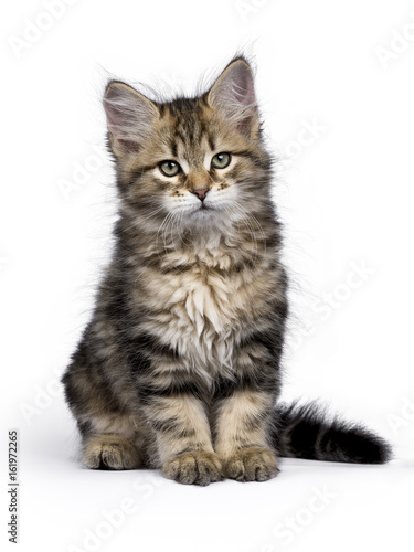 Black tabby Siberian Forest cat / kitten sitting isolated on white background looking to the side