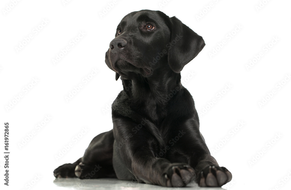 A young Black lab laying on a white background looking to the left and up