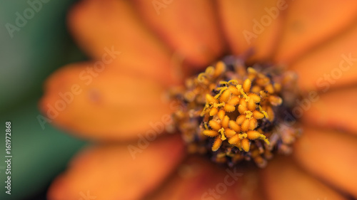 orange flower with pollen upclose