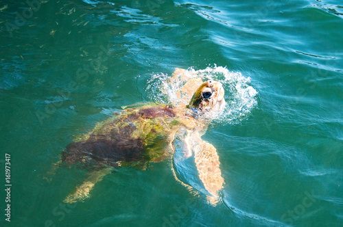 Sea Turtle, coming up to the top for food photo