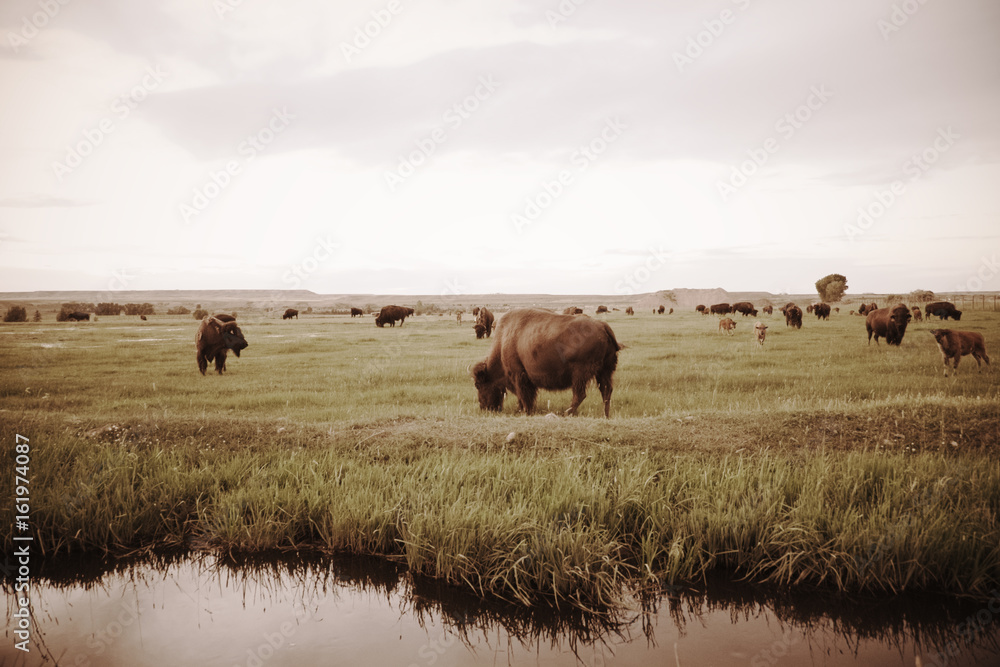 life of animal life of animal