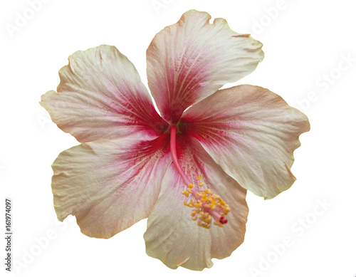 Beautiful Pink Hibiscus flower on White Background