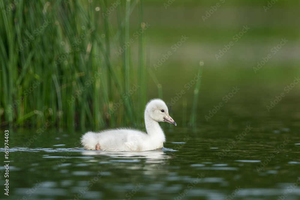 Juvenile Whooper Swan