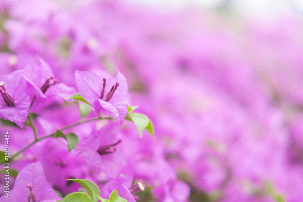 Obraz premium Pink Bougainvillea flower nature with copy space using as background or wallpaper.