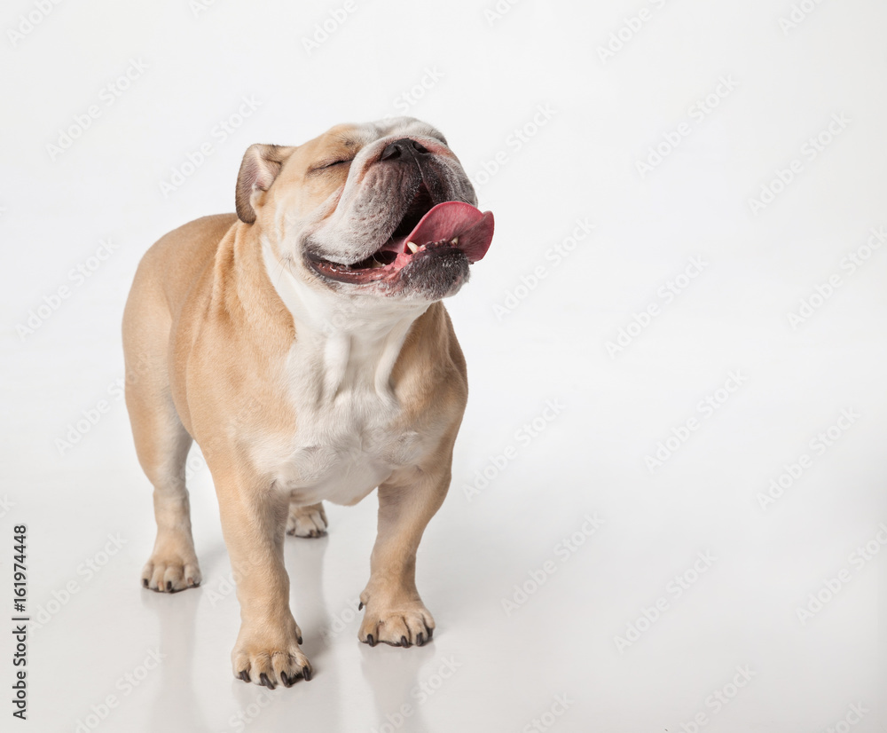Obraz premium An English Bulldog standing on white, facing camera with eyes closed and tongue out