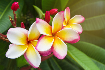 Keuken achterwand Frangipani Witroze plumeria bloemen close-up  © pichit1422