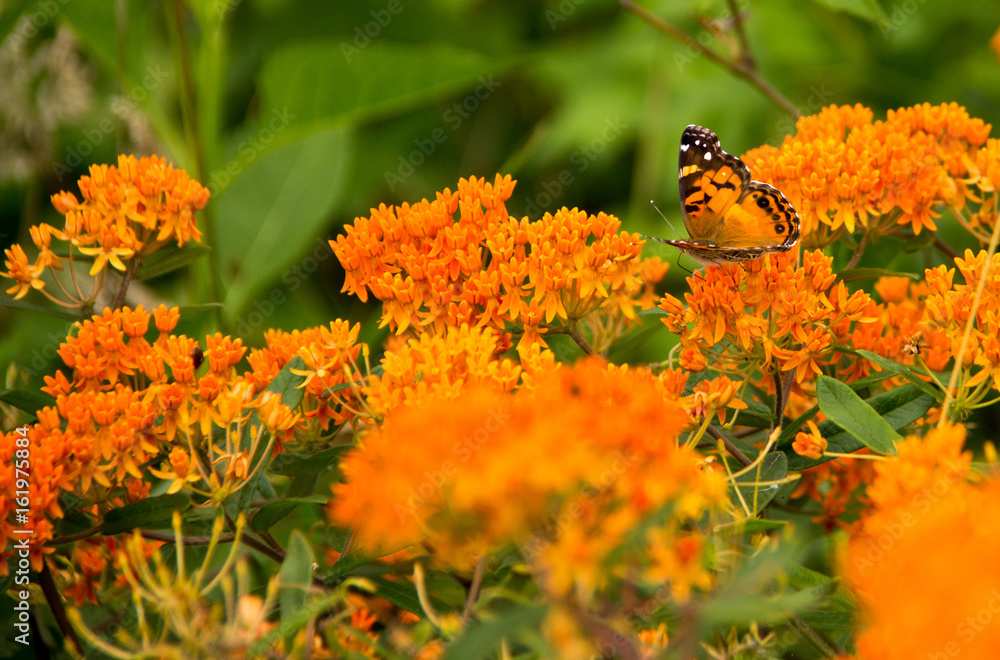 Obraz premium Monarch Butterfly 03