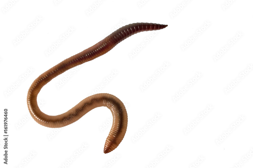 Regenwurm als Freisteller und Studioaufnahme Regenwurm als Freisteller und Studioaufnahme