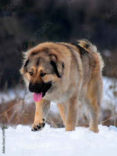фотографія Shepherd of the caucasus dog portrait