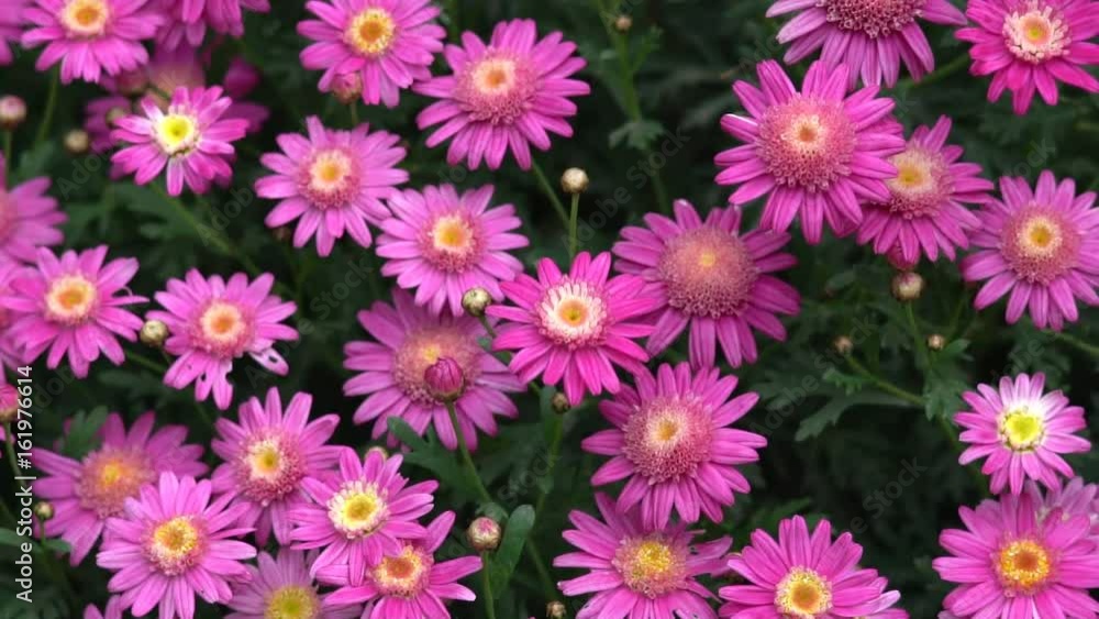 Lilac Daisy, Osteospermum Eklonis African Lilac Daisy, Osteospermum Eklonis African