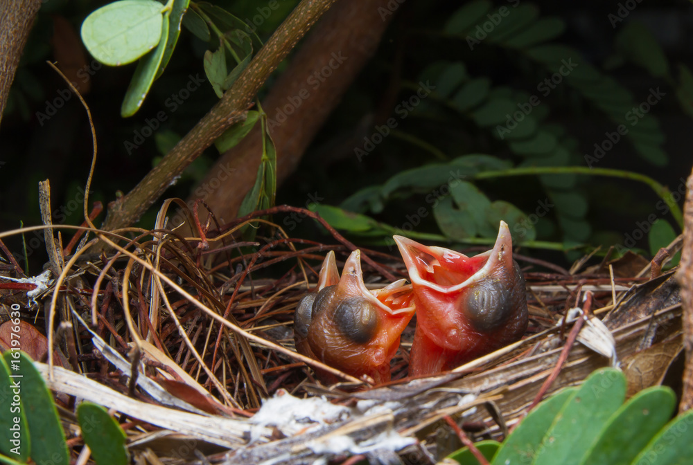 close up of three newborn baby bird in nest close up of three newborn baby bird in nest