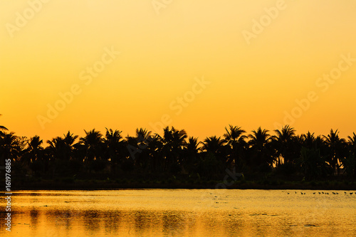 Row of coconut trees in the evening
