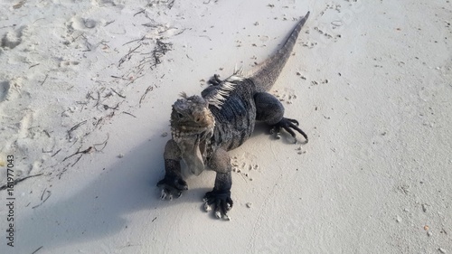 Wild iguanas at one small island in Cuba 