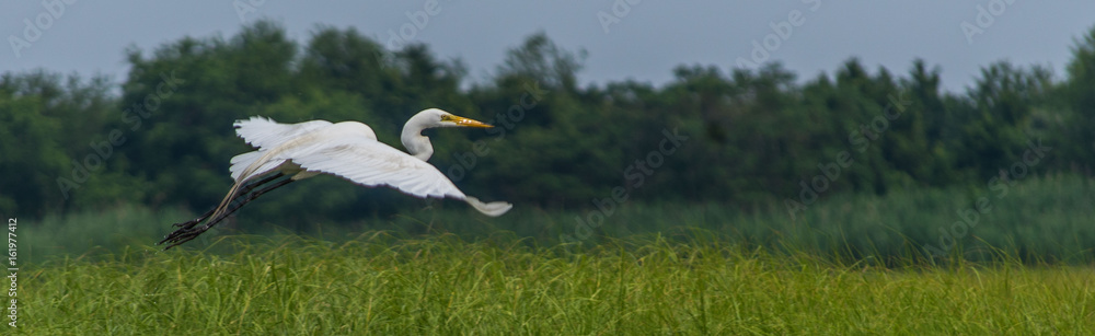 A bird soaring. A bird soaring.
