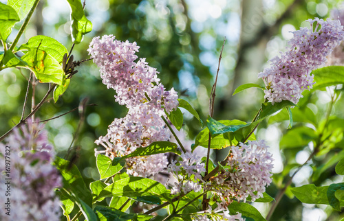 Blooming pale pink Syringa josikaea, the Hungarian lilac photo