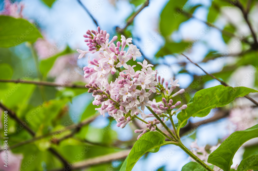 Blooming pale pink Syringa josikaea, the Hungarian lilac Blooming pale pink Syringa josikaea, the Hungarian lilac
