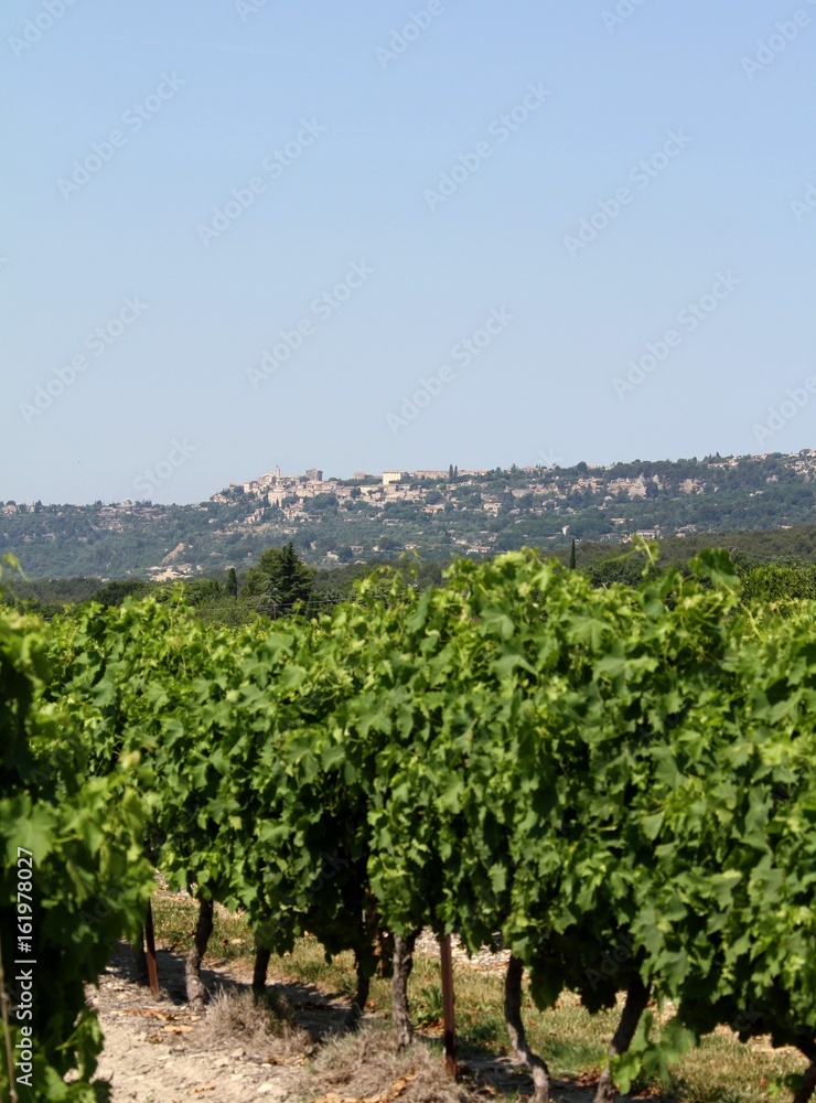 vignes en Provence