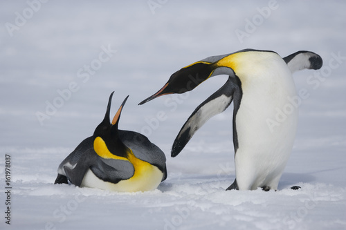 Two king penguins squabble while crossing snowy fields of sub-Antarctic island  South Georgia