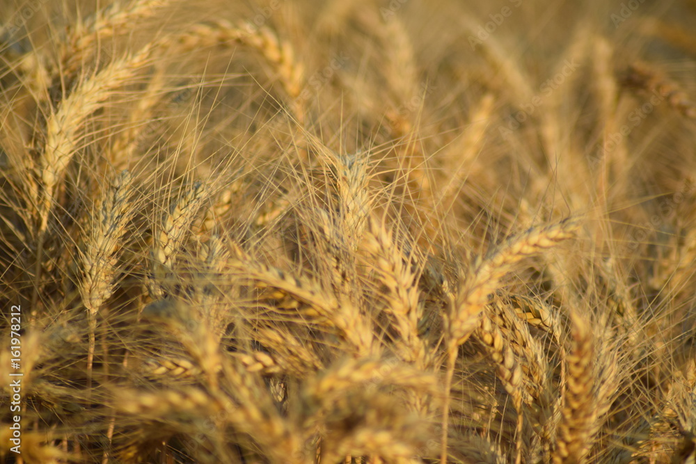 Wheat field right before harvest time Wheat field right before harvest time