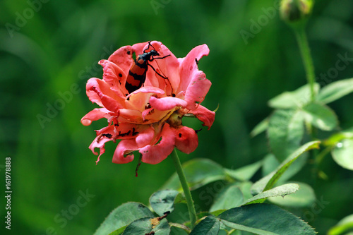 Insect on flower