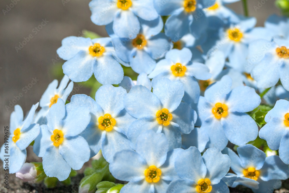 forget-me-nots closeup forget-me-nots closeup