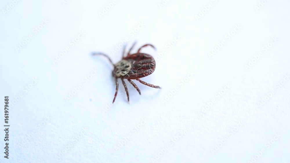 Hard tick lies on its back upside down, turns over, and crawls away on white background. Dermacentor. Hard tick lies on its back upside down, turns over, and crawls away on white background. Dermacentor.